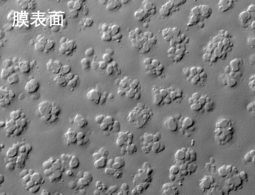草莓视频污污污污燒結管式膜電鏡照片