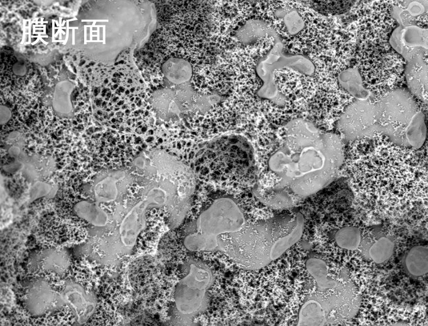草莓视频污污污污燒結管式膜電鏡照片
